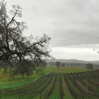 Castoro Vineyard, Templeton