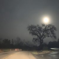Morning Fog